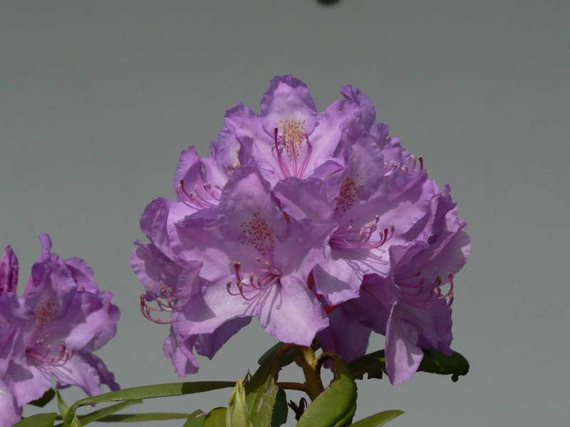 Rhododendronblte 2