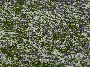 Ein Meer von Wiesenblumen