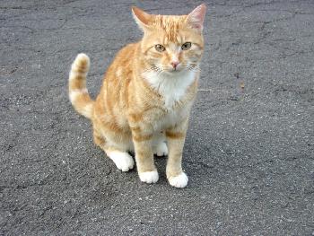 Tommy, der kleine Tiger