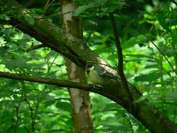  	Kohlmeise (Parus major) beim Gesang