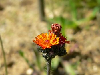 Wiesenblume 1
