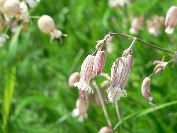 Wiesenblume 2