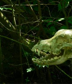 Wolf in Natur