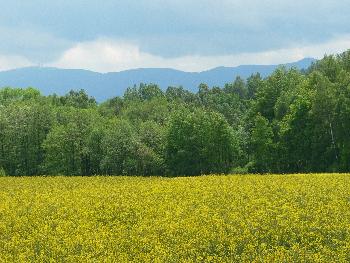 Rapsfeld im Frhling