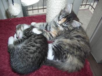 Ich passe auf dich auf Kleiner !!!