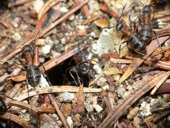 Waldameisen vor dem  Eingang zum  Nest