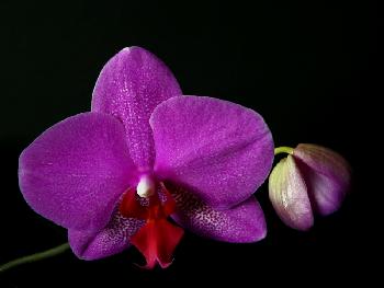 Orchidee 1