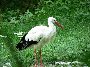 Storch