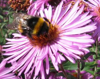 Frau Hummel beim Frhstck