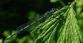Blaue Libelle