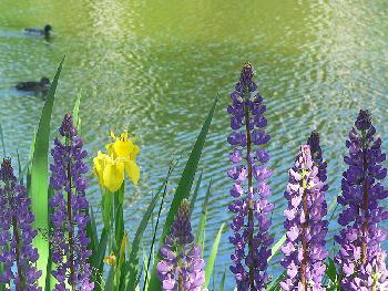 Lupinen am Wasser