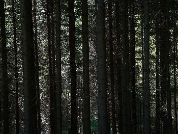 Der  Wald