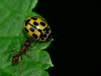 Ameise contra Marienk�fer