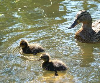 Entenfamilie 3