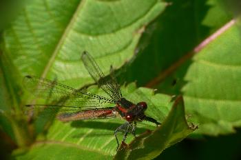 Fr�he Adonislibelle