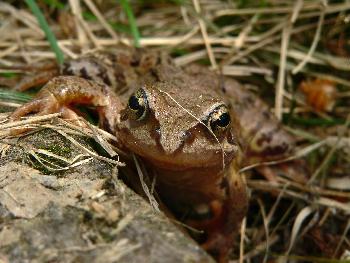 Der verzauberte Prinz