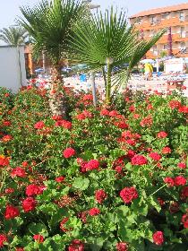 Blumenpracht
