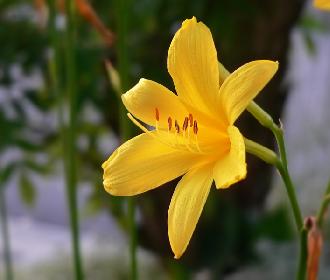 Gelbe Lilie