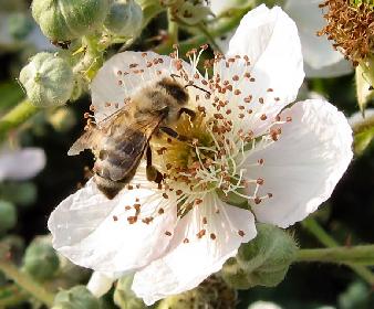 Biene auf Brombeerbl�te