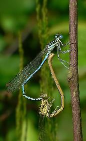 Libellen beim Liebesakt