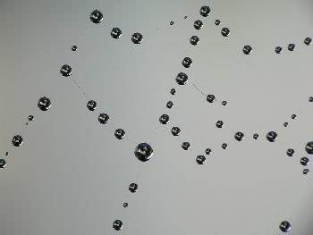 Wasserperlen auf Spinnennetz