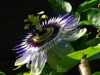 Blaue Passionsblume