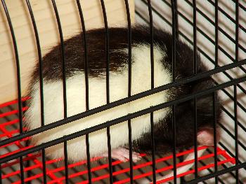 Broscha - Schlafen: so schlafe ich manchmal auch gerne