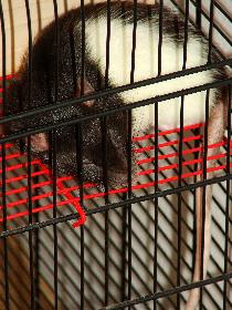 Broscha - Schlafen: mit h�ngendem Schwanz