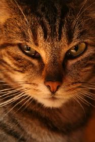 Poki die Tr�umerin