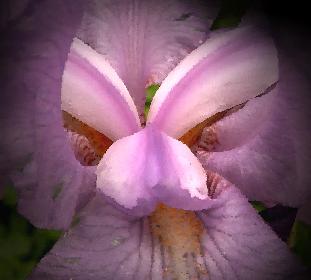 Schwertlilie Macro