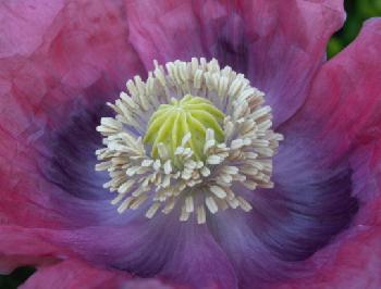 Schlafmohn macro
