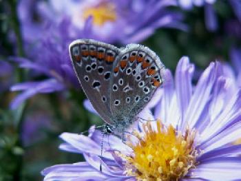 Bluling