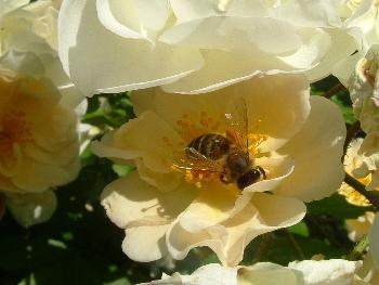 Fleissiges Bienchen ...