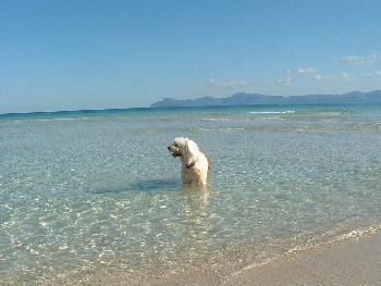 Autorin: See-Hund:-)