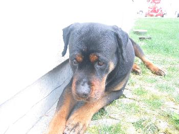 Hopeless: Der Hundeblick - ist DER nicht s ???????