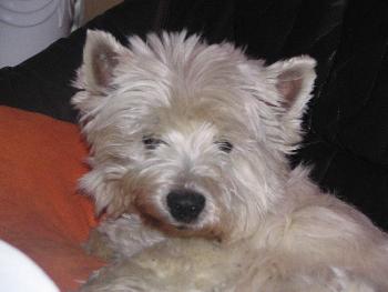 Hund meiner Schwiegermama