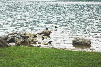 Alpsee 25 (4x H5N1 am Ufer)