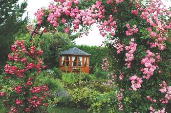 Rosengarten 2006 (1)