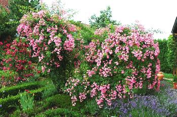 Rosengarten 2006 (3)