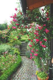 Rosengarten 2006 (4)