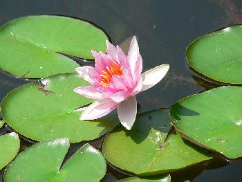 Seerose