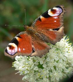 Pfauenauge auf Zwiebelbl�te