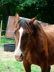 Pferd in Bad Emstal - Portrait