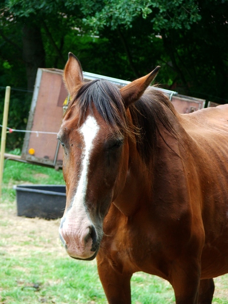 Pferd in Bad Emstal - Portrait