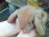Dnemark: Ses Baby Kaninchen