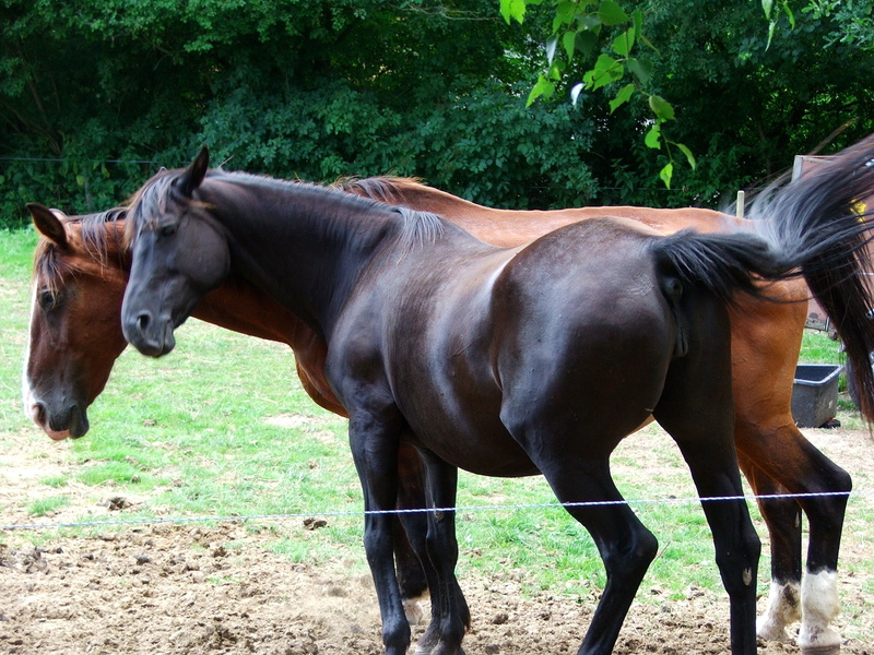 Pferde (Bad Emstal CT 2006)
