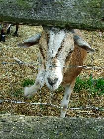 Zieglein (Stammen CT 2006)