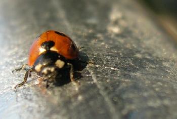 HarryElch: kfer- makro