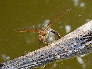 Libelle bei der Eiablage