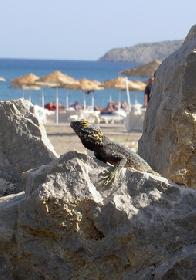 PavelTschepka: Schei Touristen!!!